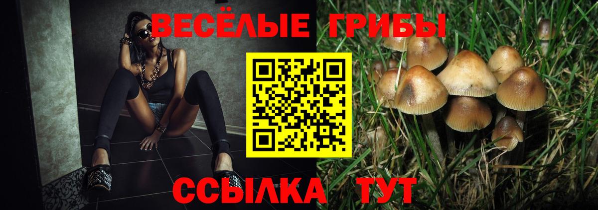 Псилоцибиновые грибы Psilocybine cubensis Сыктывкар